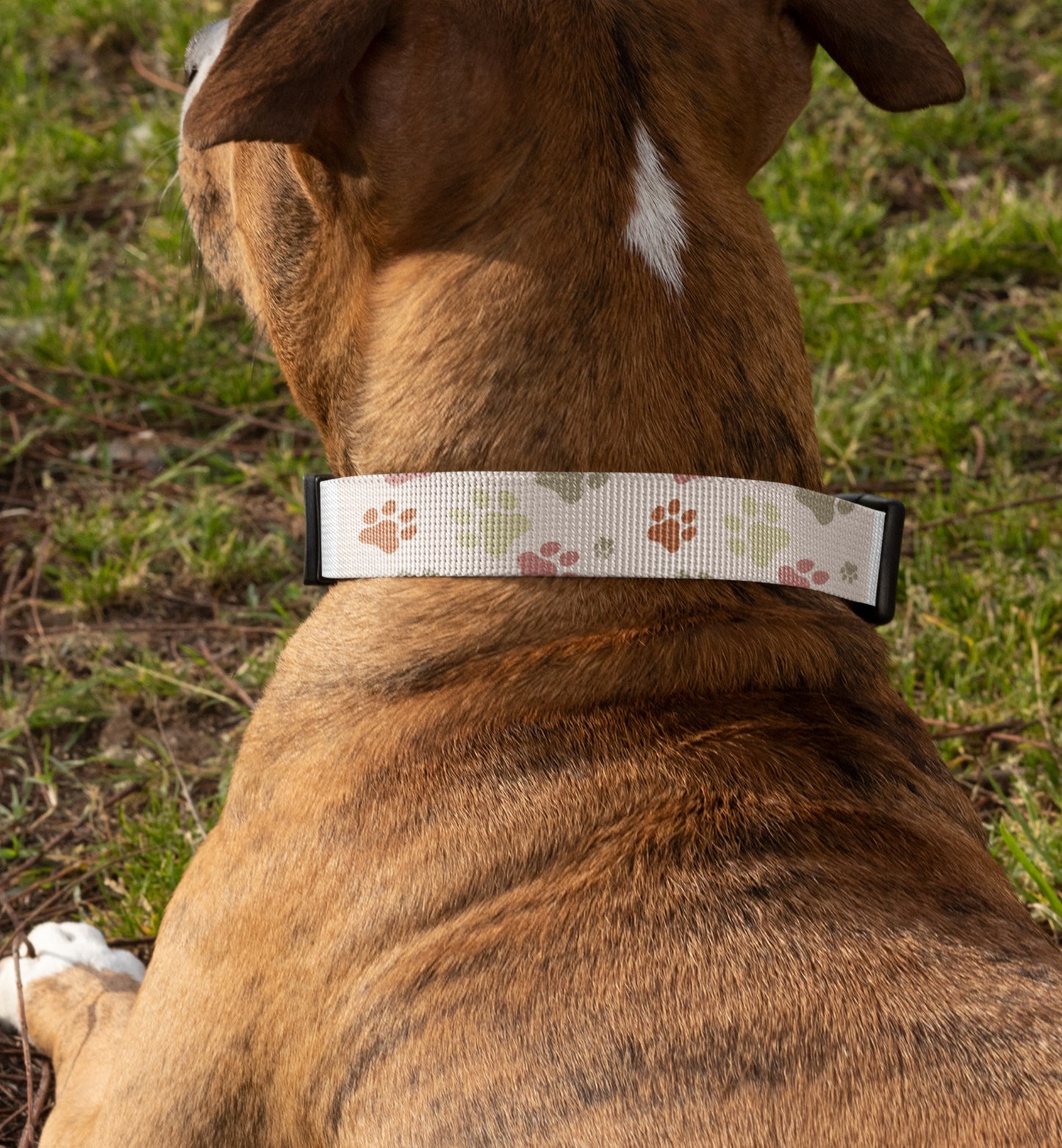 Dog Collar