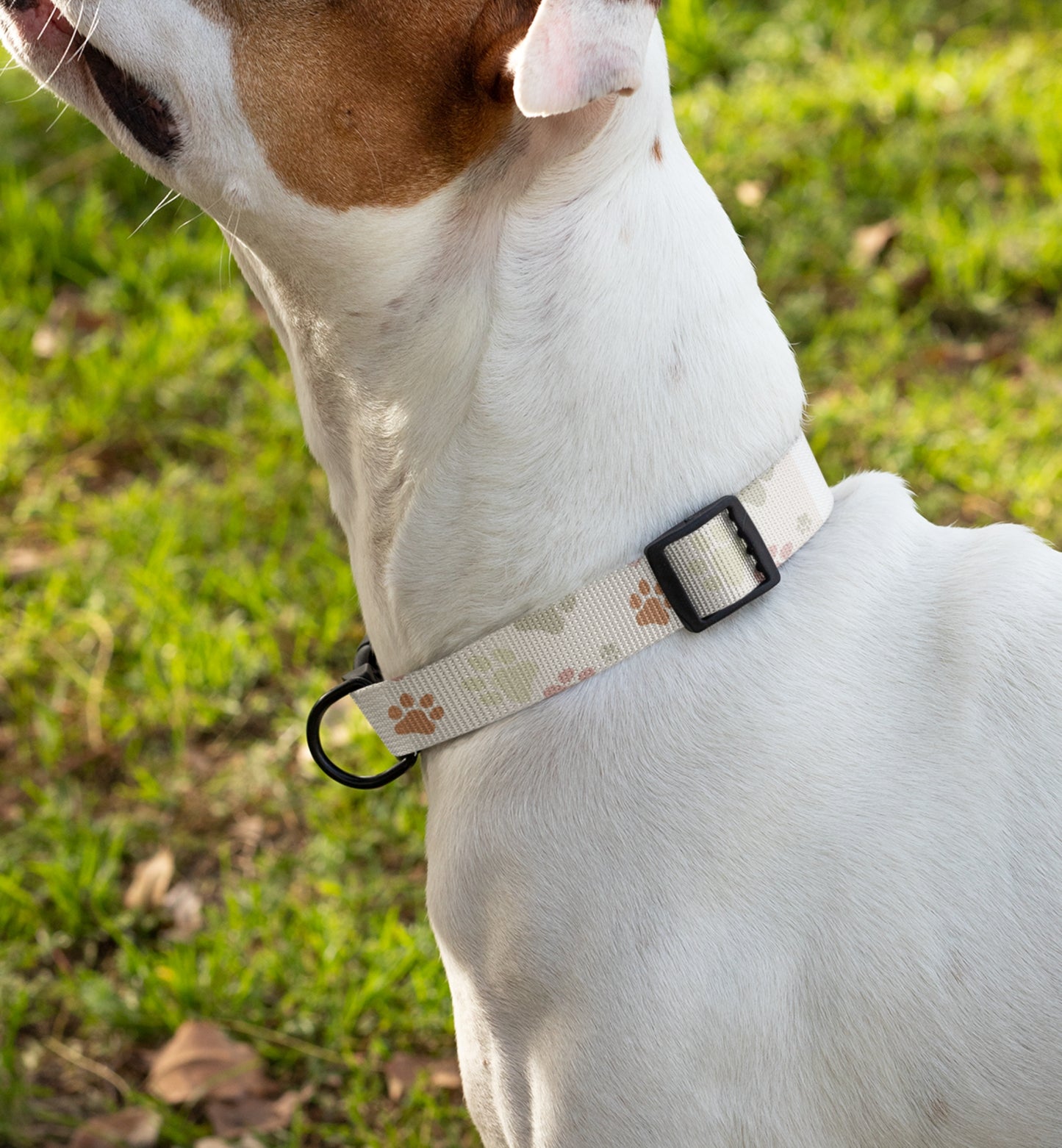 Dog Collar