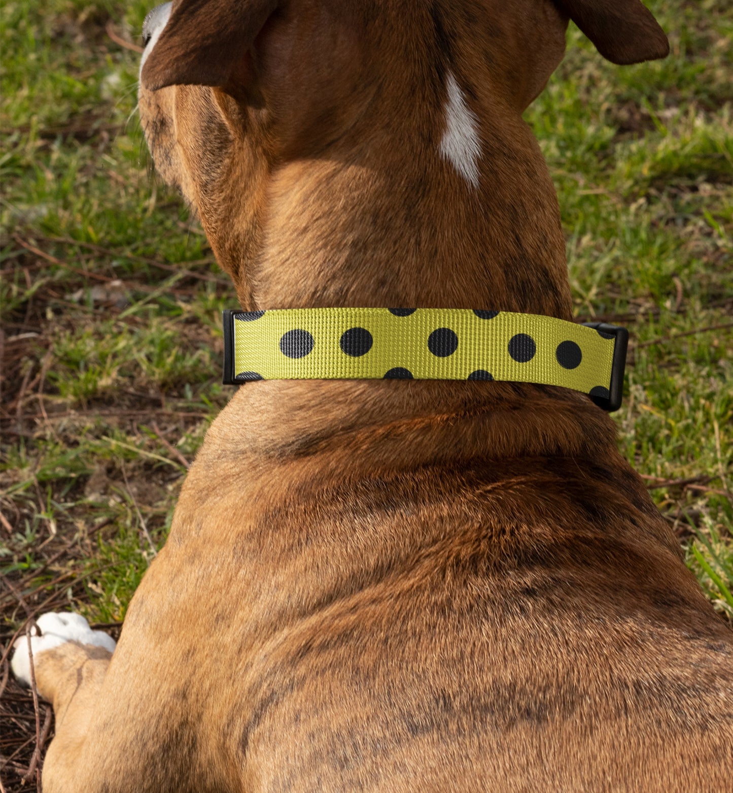 Dog Collar
