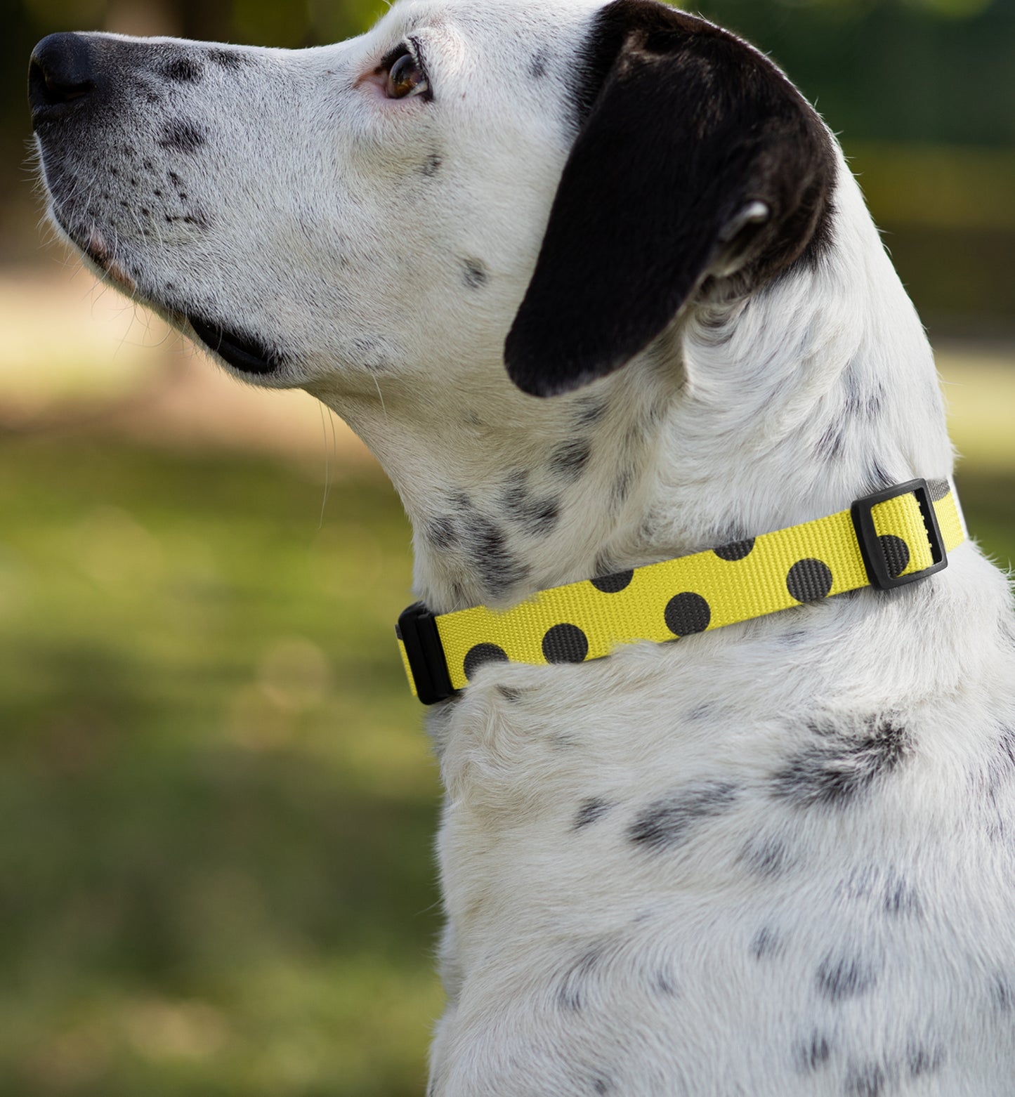 Dog Collar