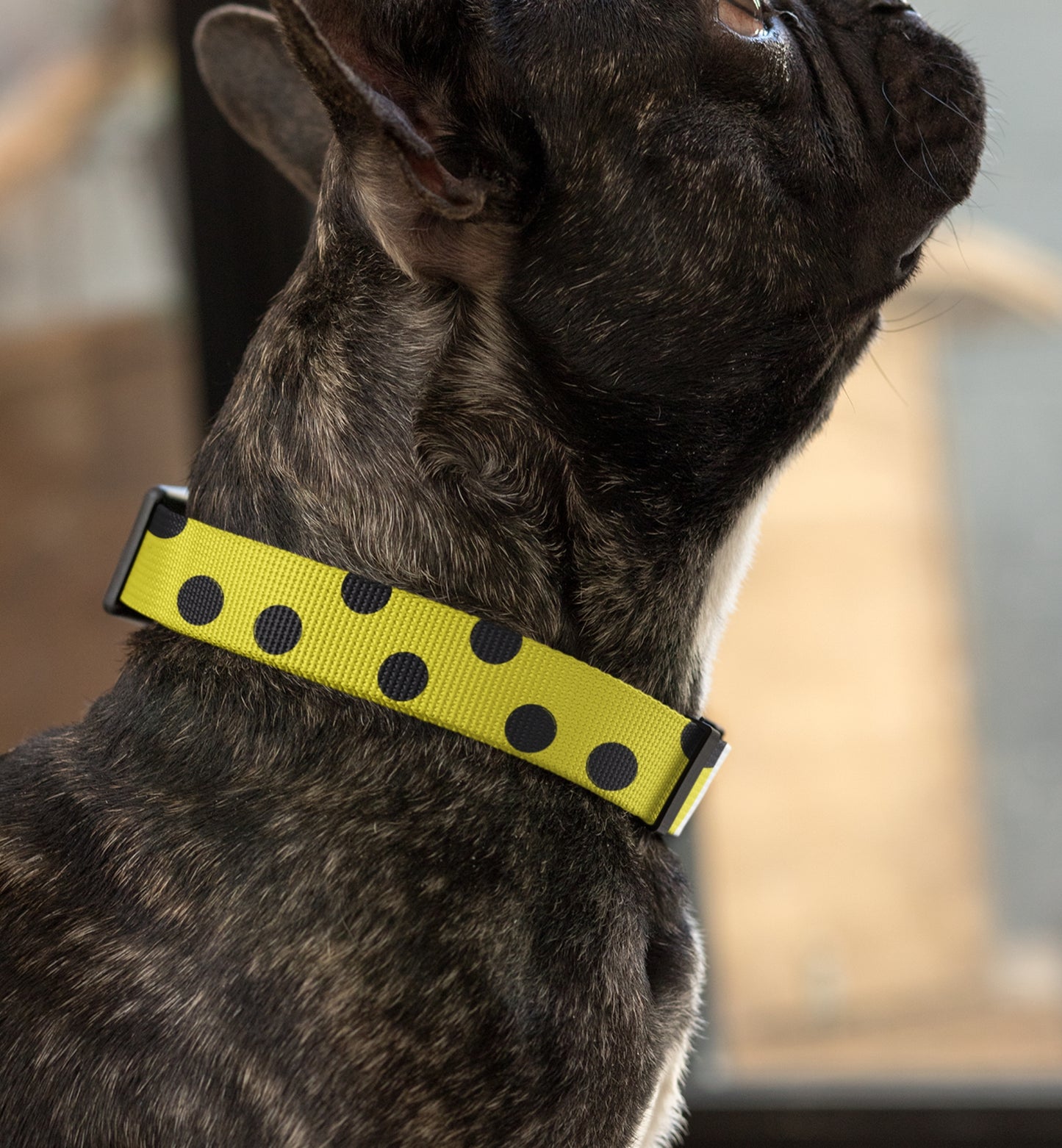 Dog Collar