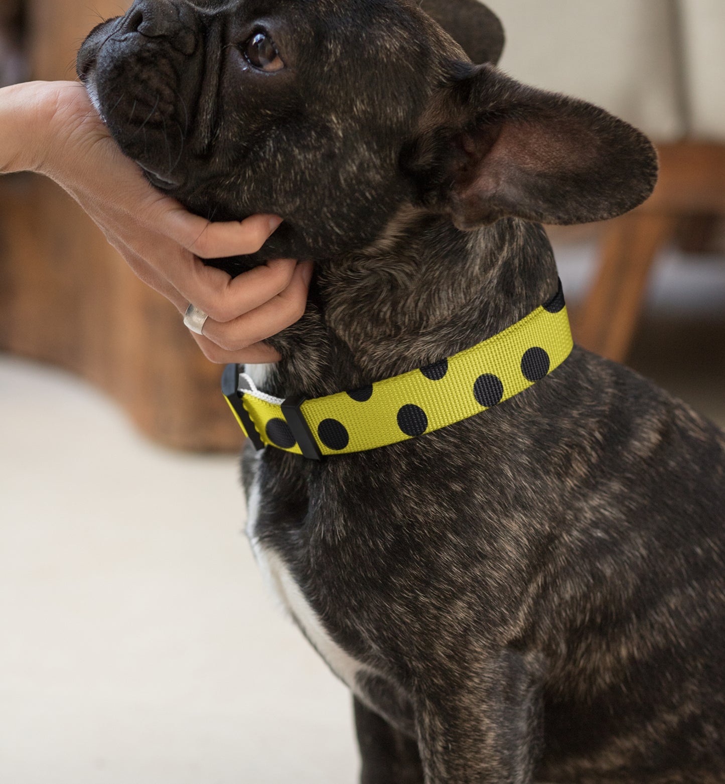 Dog Collar