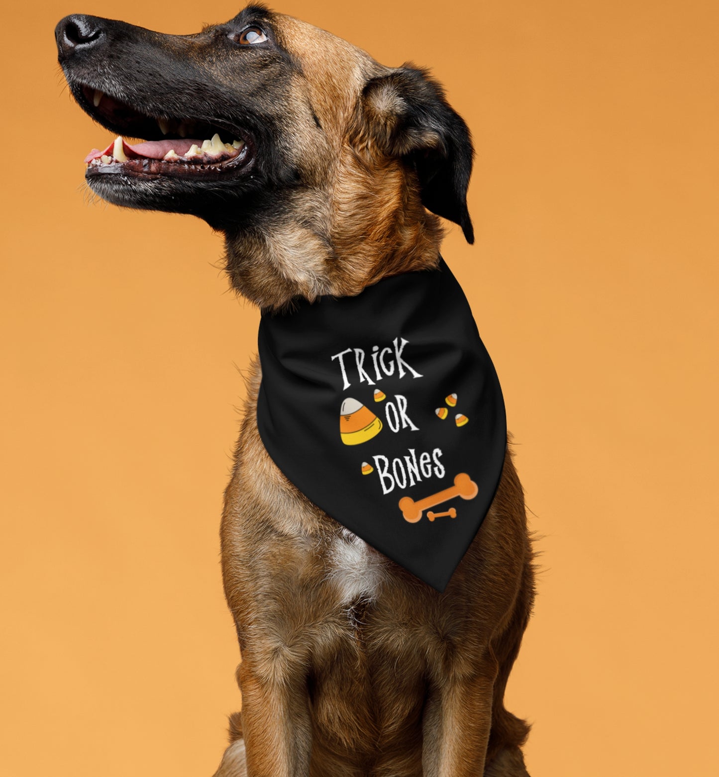 Halloween Bones Pet Bandana Collar