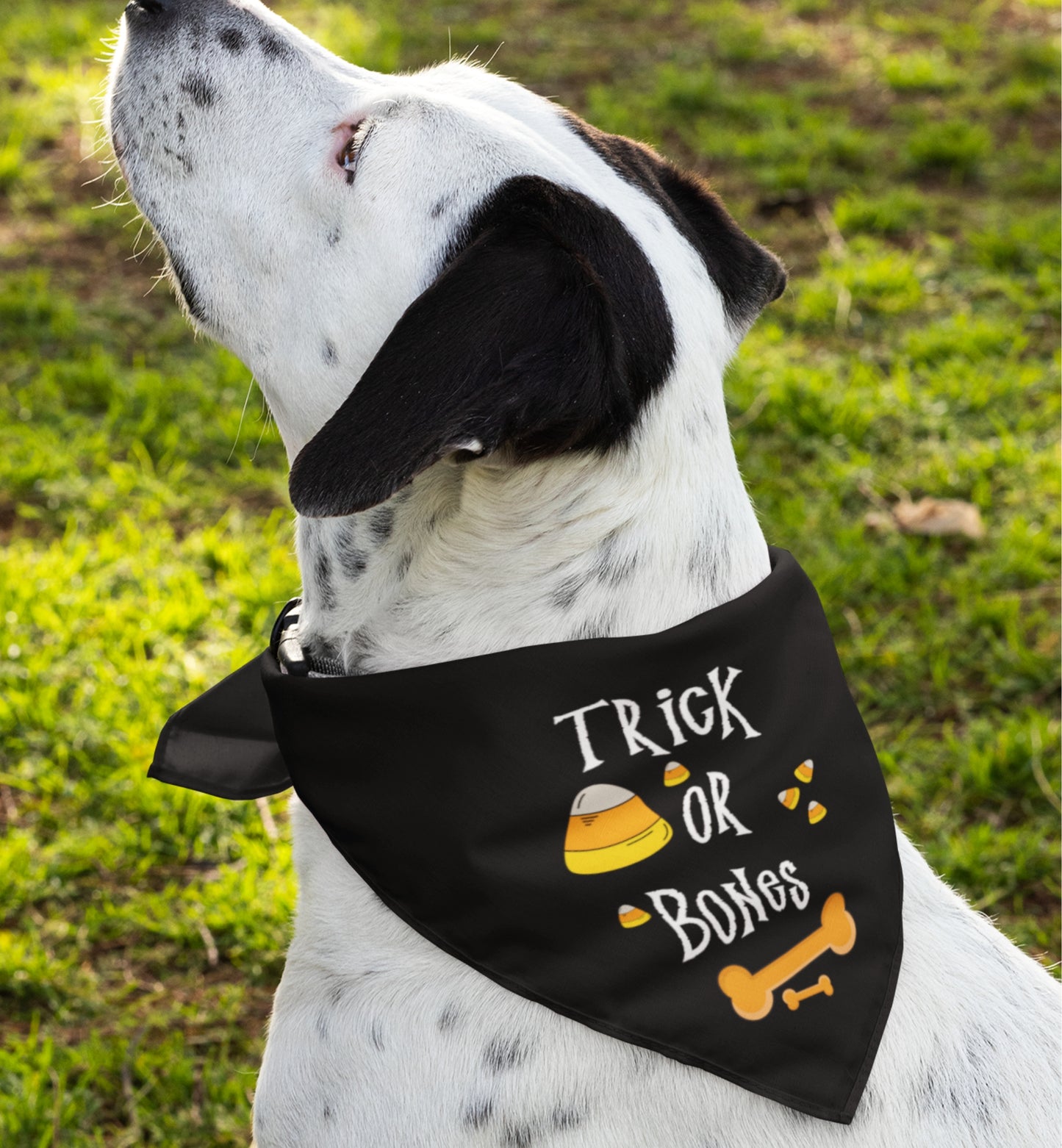 Halloween Bones Pet Bandana Collar
