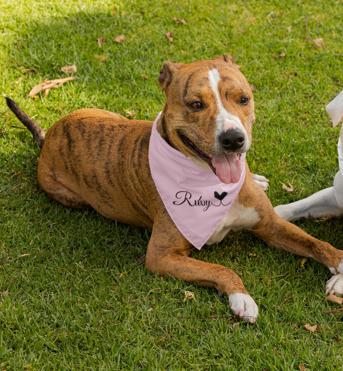 Pet Bandana Personalized