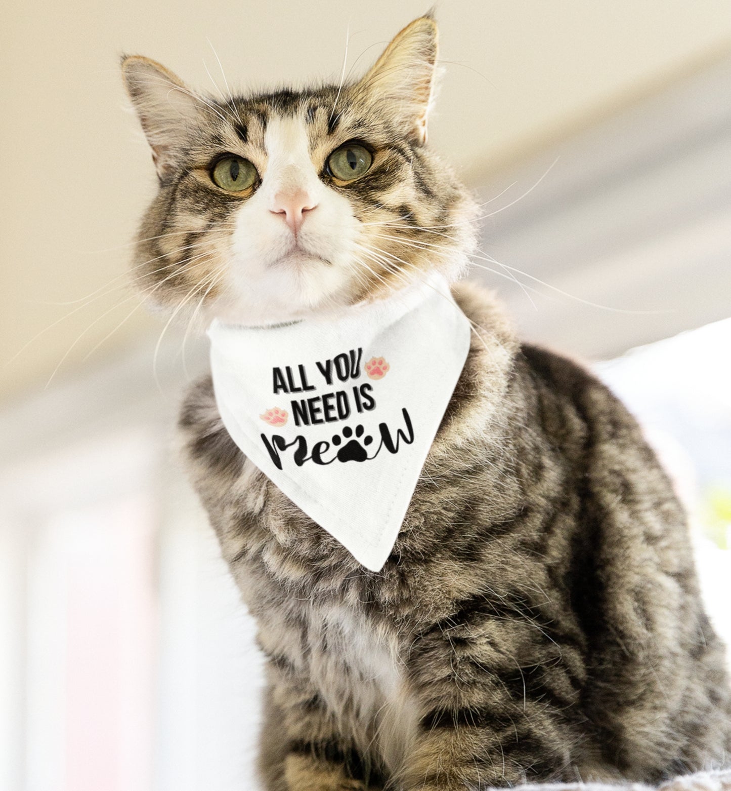 Cat Bandana Collar