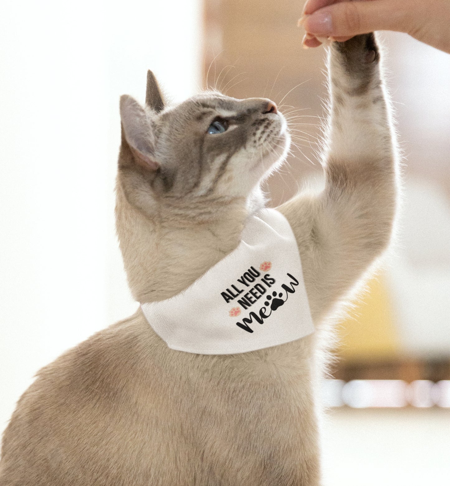 Cat Bandana Collar