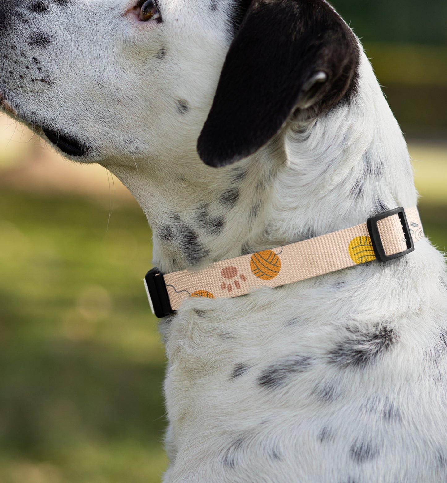 Dog Collar