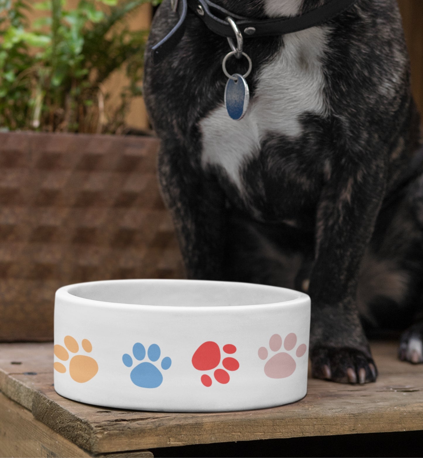 Pet Bowl