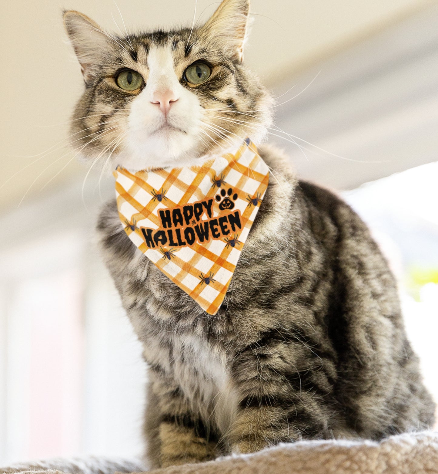Happy Halloween Pet Bandana Collar