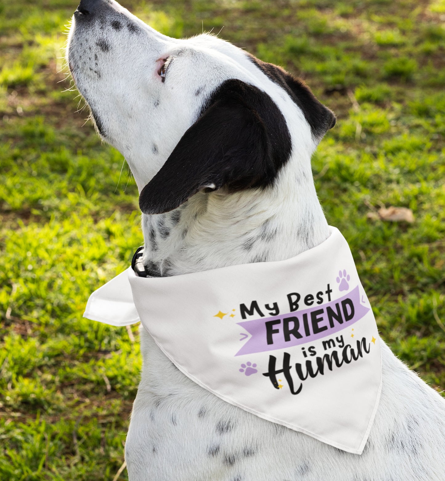 Friend Bandana Collar