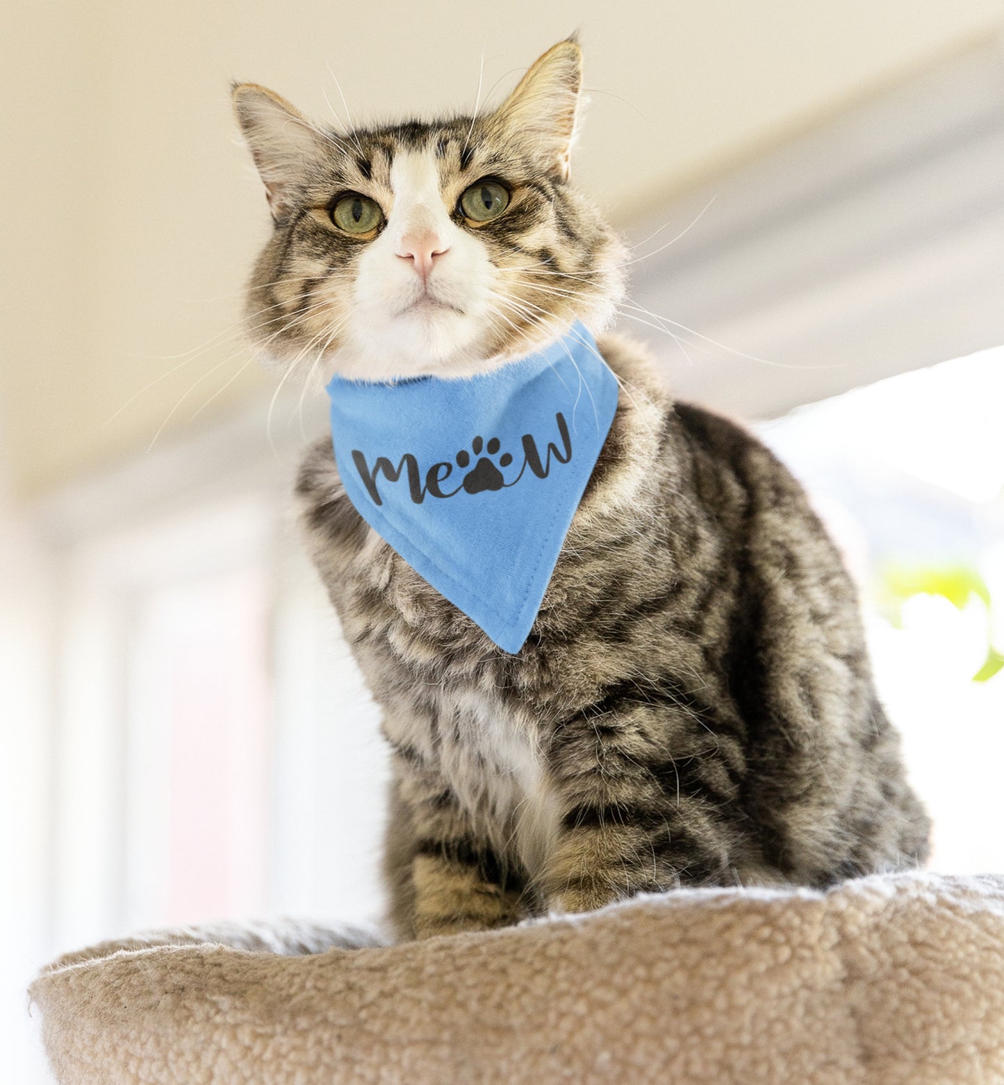 Pet Bandana Collar